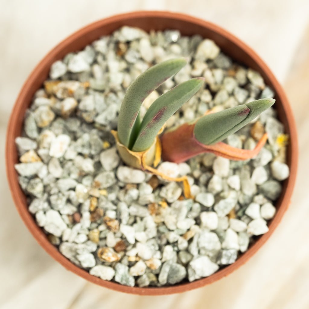 Argyroderma sp - cactusandes