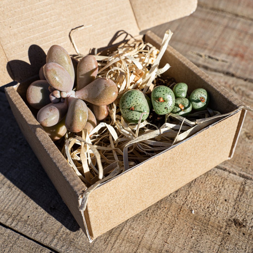 Caja Regalo 2 Suculentas Premium - cactusandes