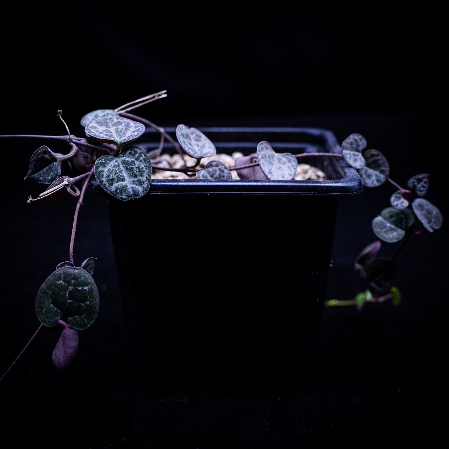 Ceropegia woodii - cactusandes