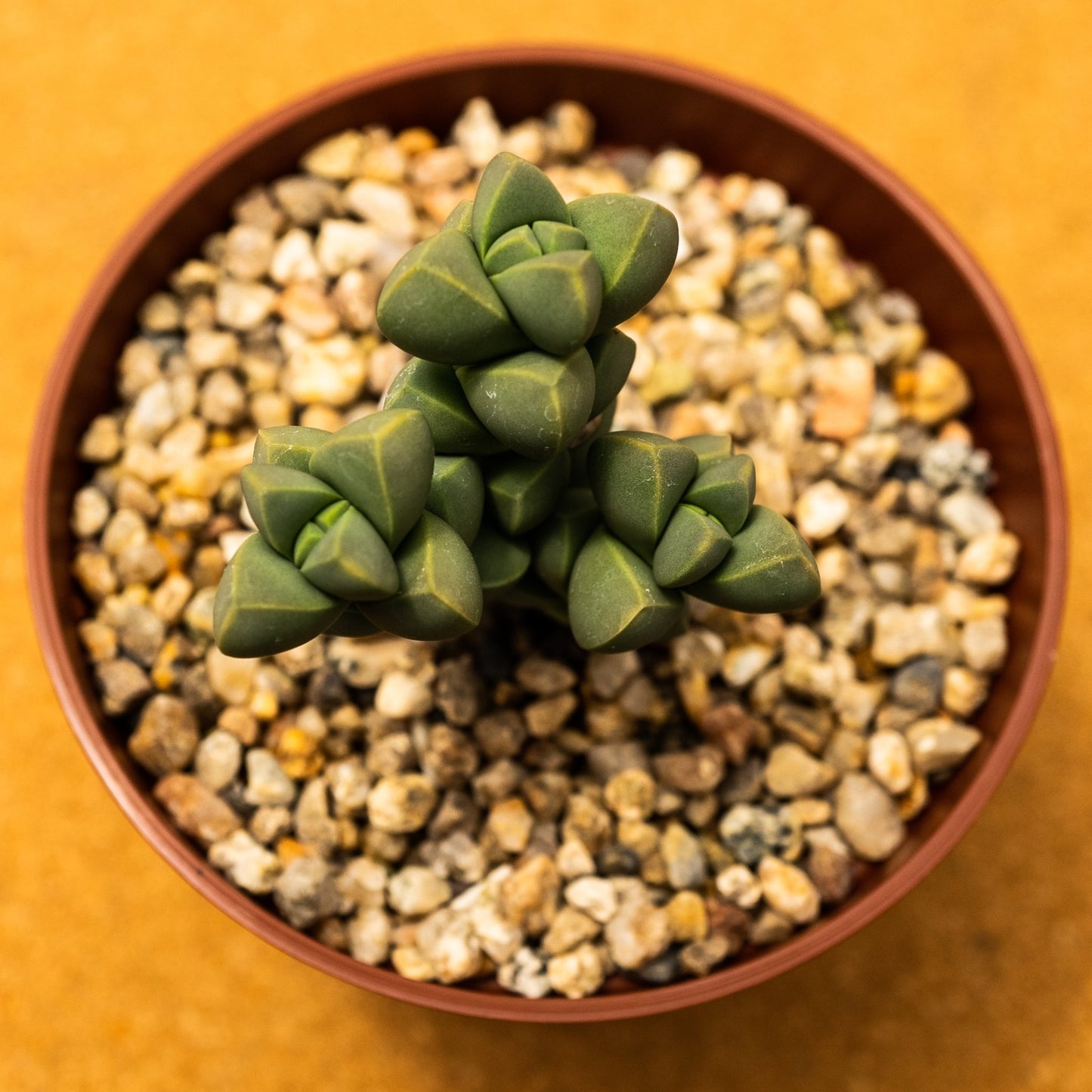 Corpuscularia taylorii - cactusandes