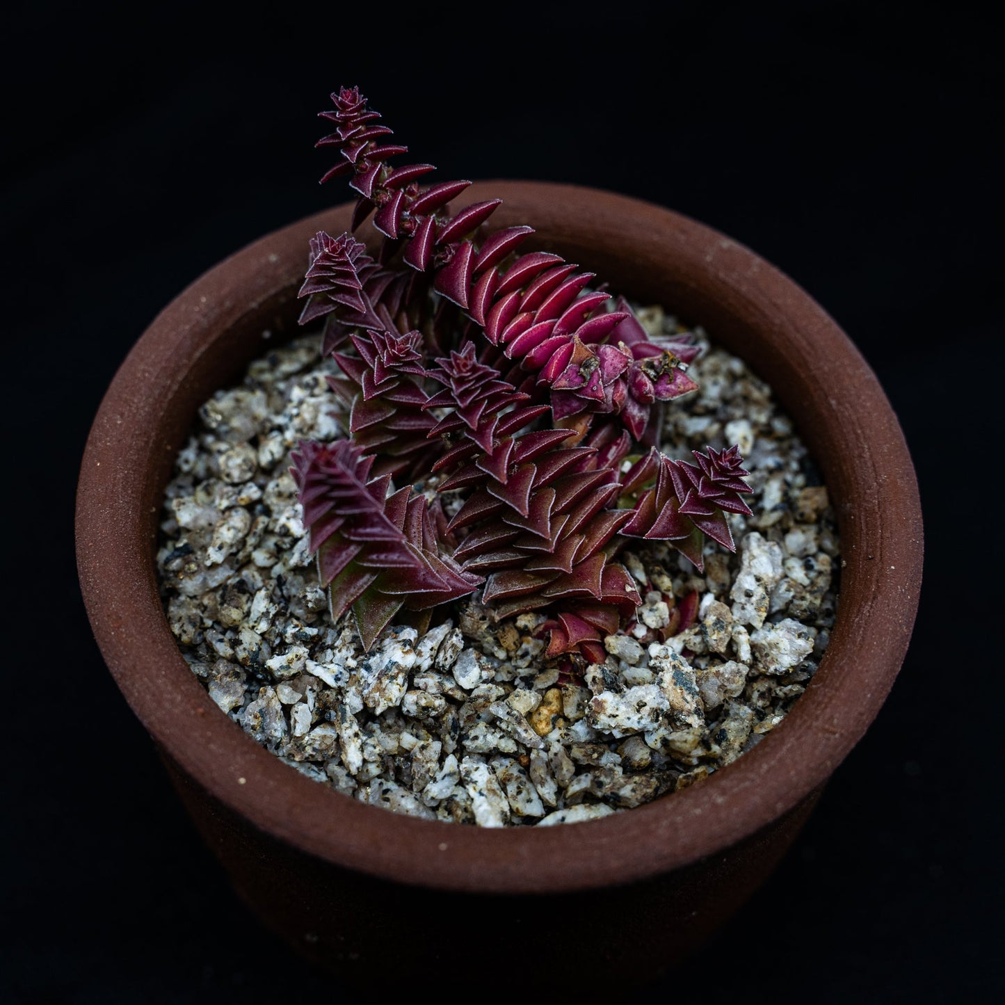 Crassula capitella thyrsiflora "Red Pagoda" - cactusandes