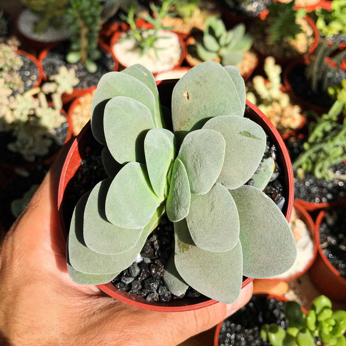 Crassula cotyledonis - cactusandes