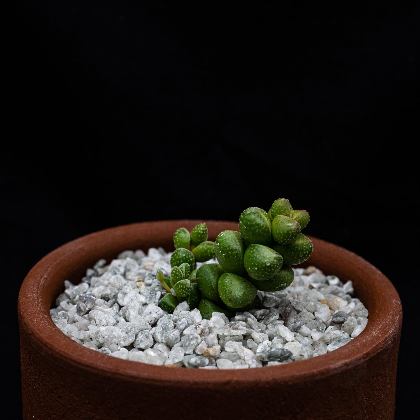 Crassula elegans - cactusandes