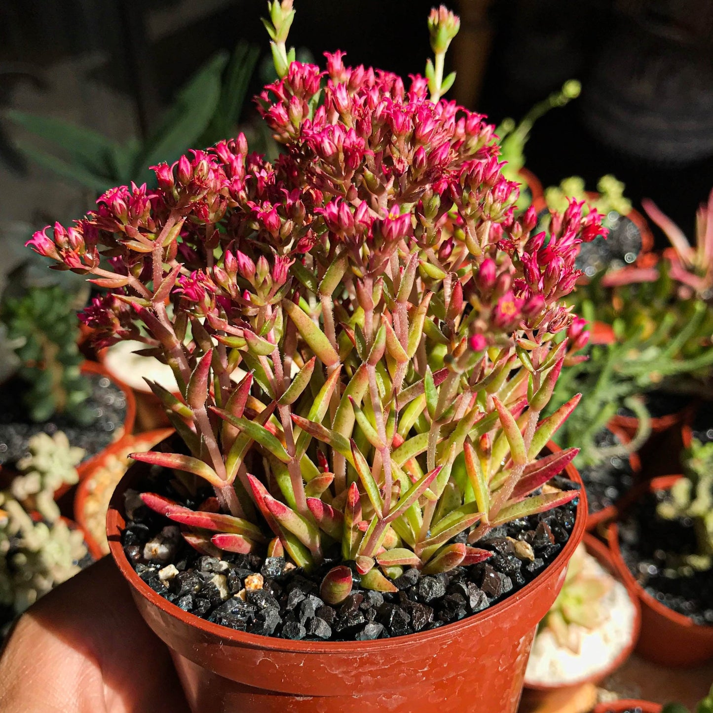 Crassula exilis esp. schmidtii - cactusandes