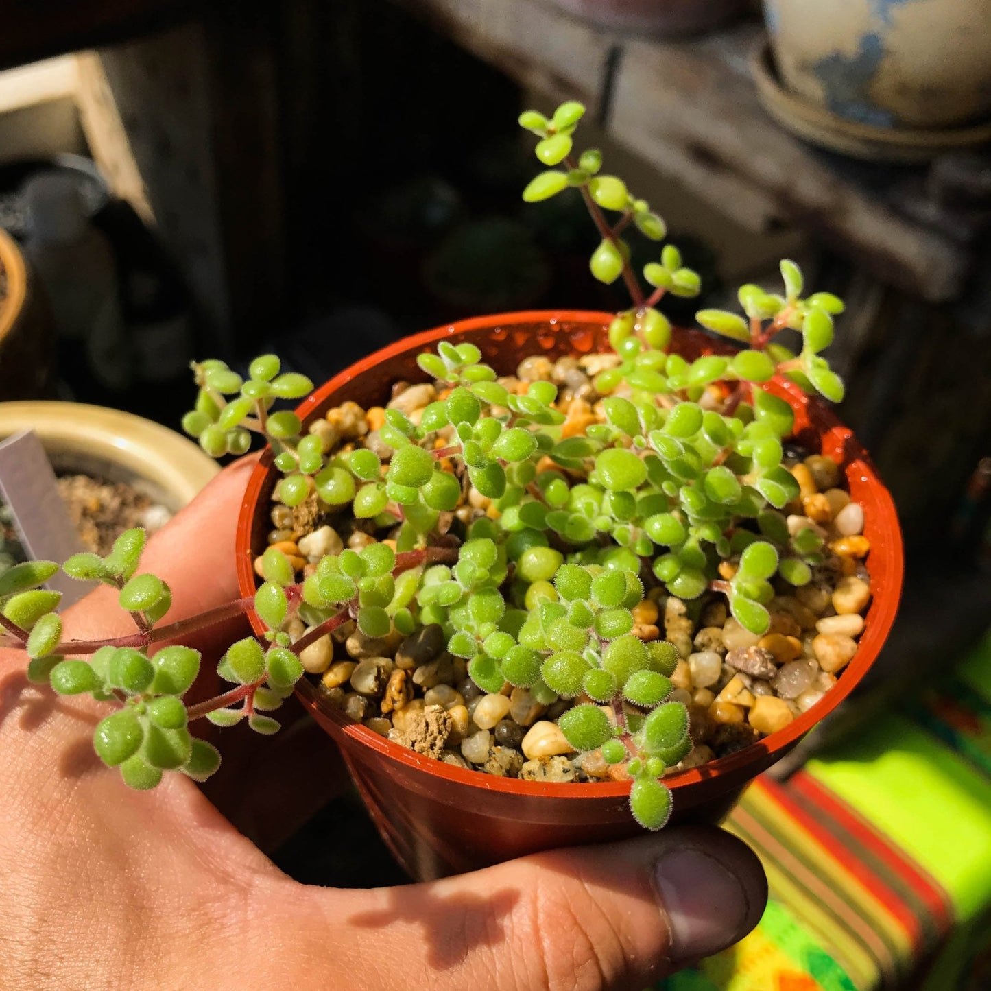 Crassula expansa fragilis - cactusandes