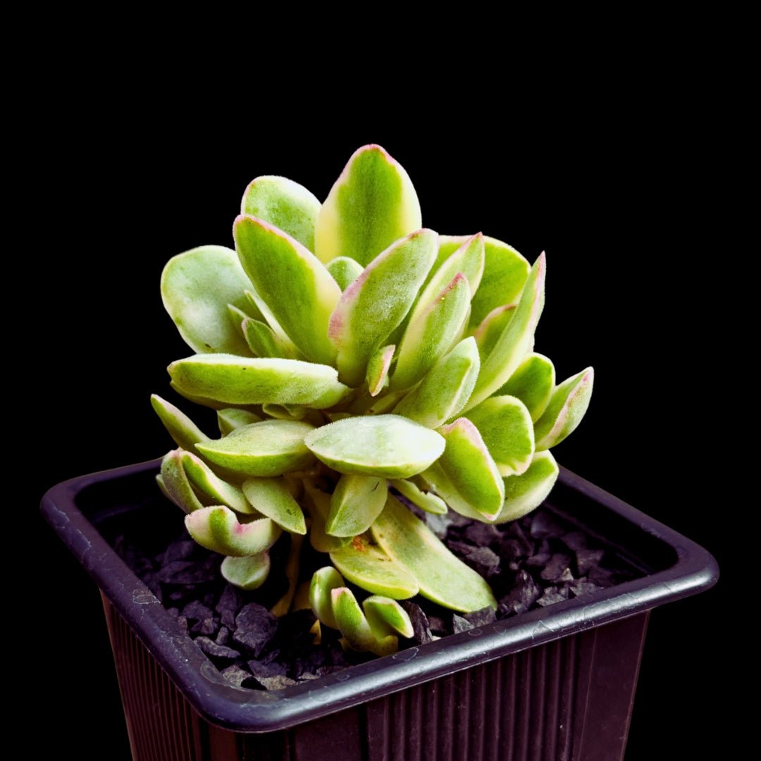 Crassula "Money Maker" variegada - cactusandes