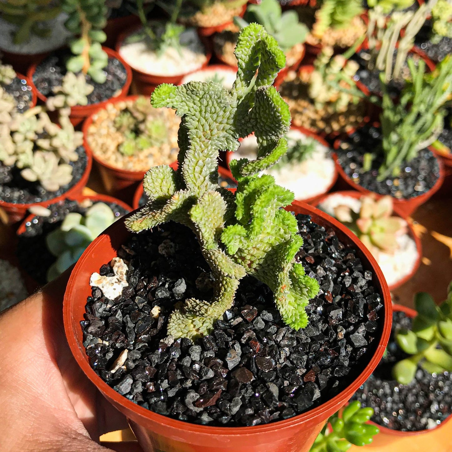 Crassula muscosa f. cristata - cactusandes