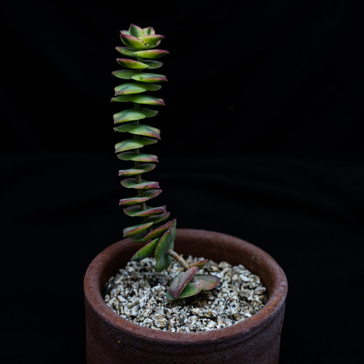 Crassula perforata variegata - cactusandes
