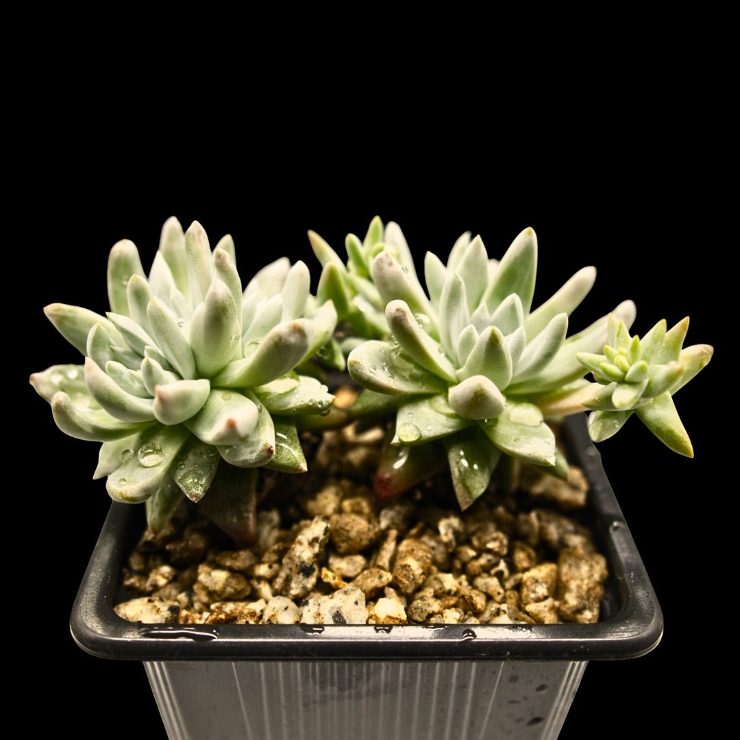 Dudleya gnoma - cactusandes