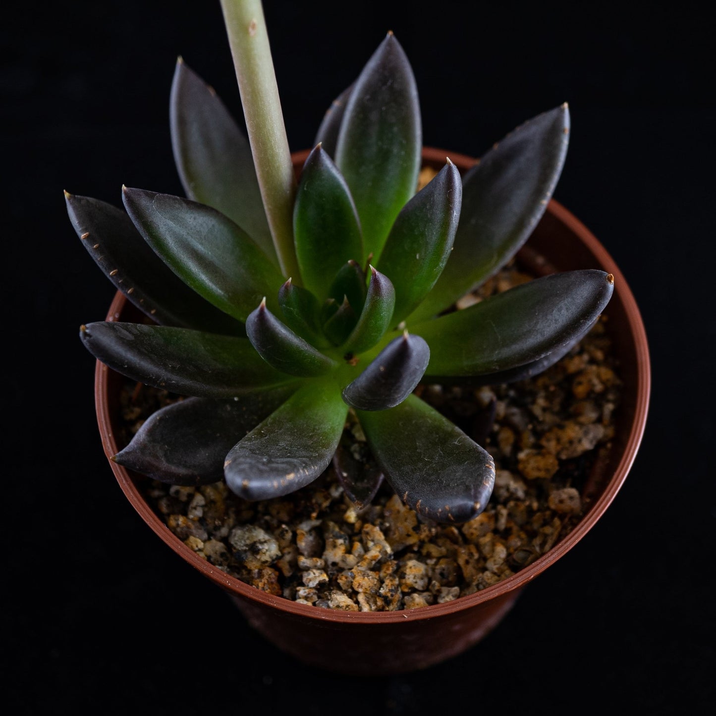 Echeveria affinis - cactusandes