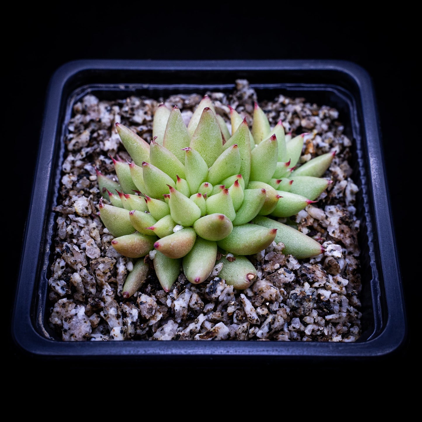 Echeveria agavoide crestada - cactusandes