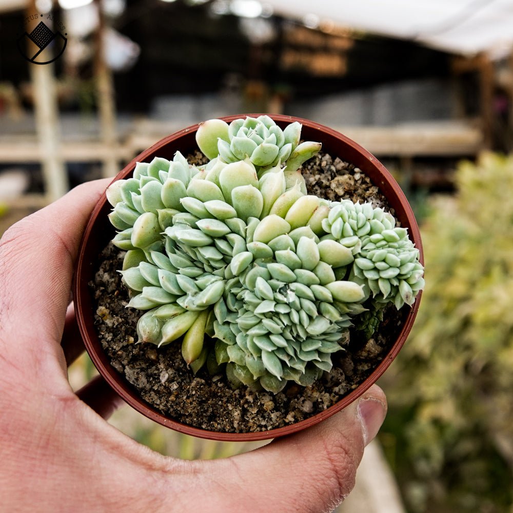 Echeveria Albida Crestada - cactusandes
