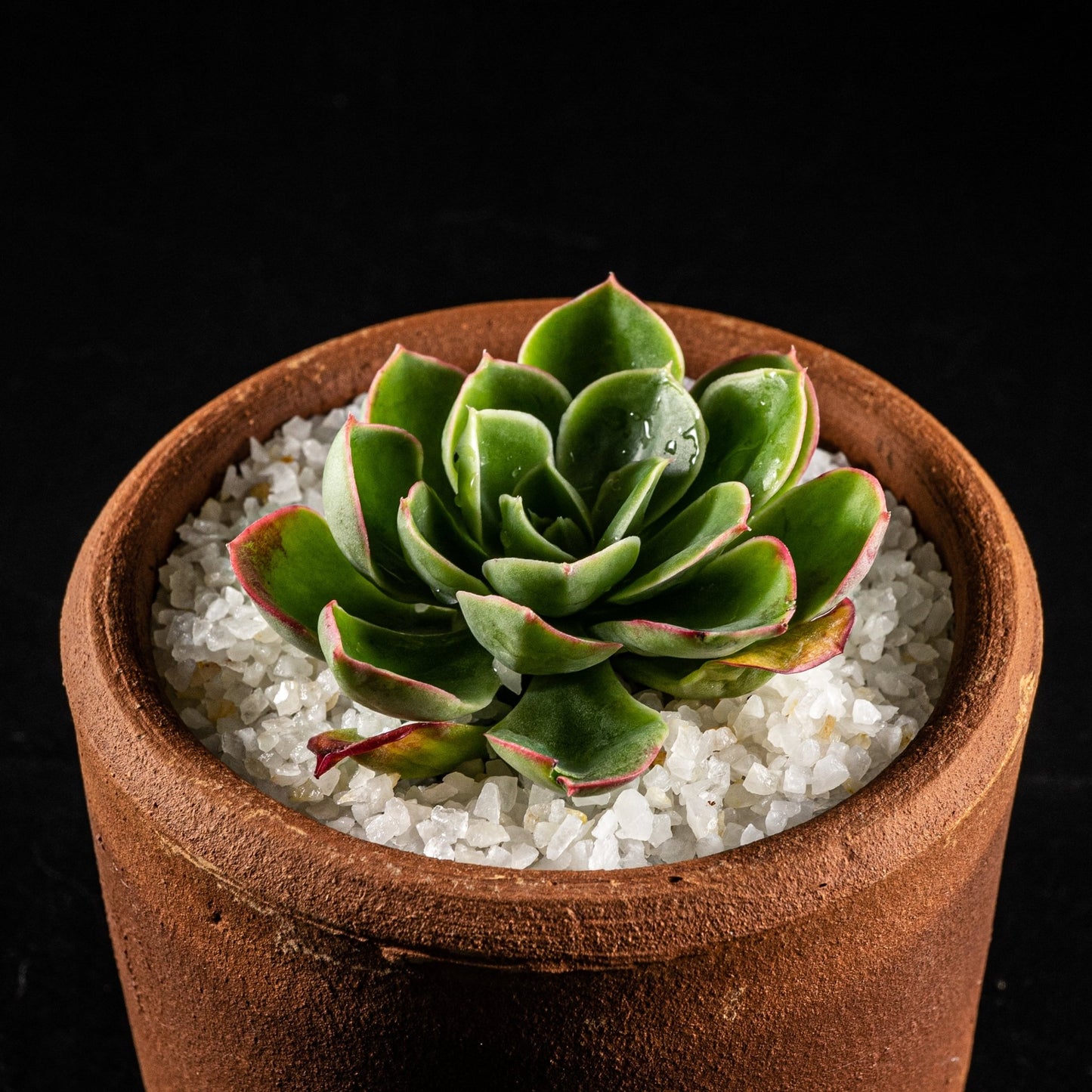 Echeveria Bob - cactusandes