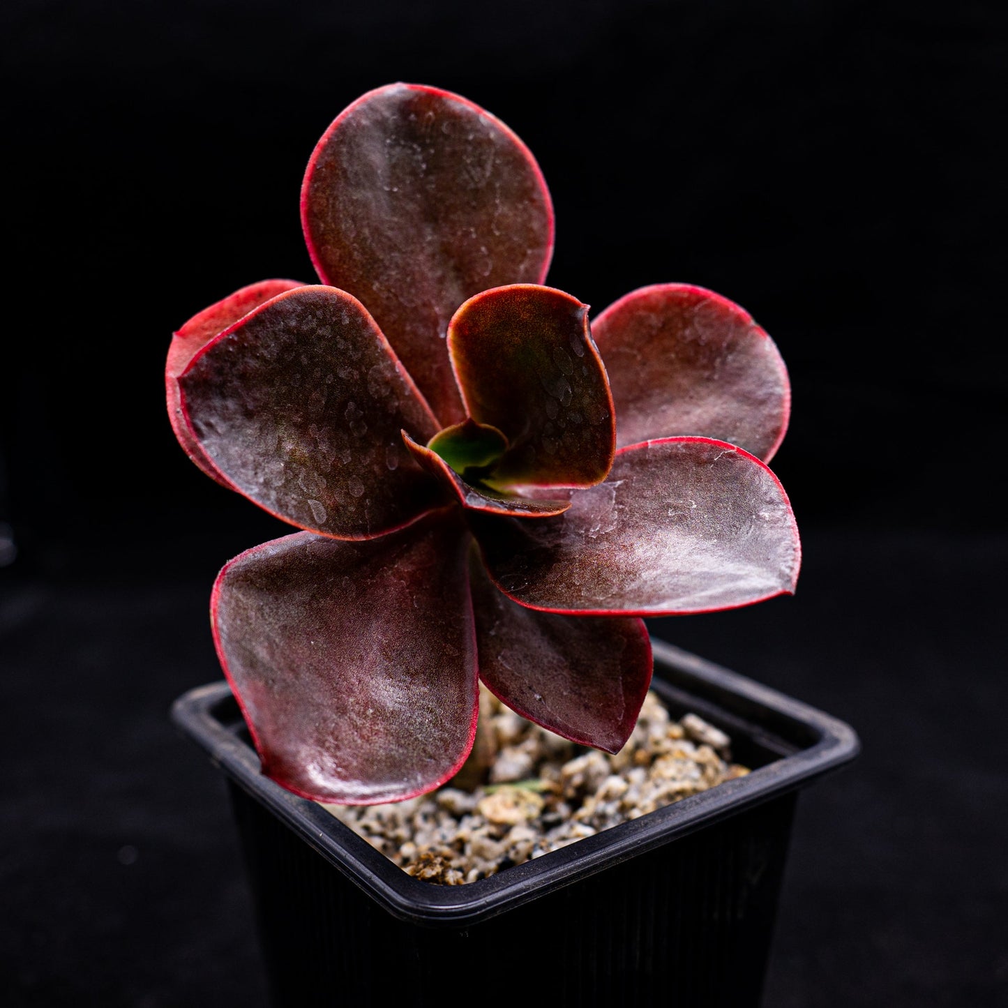 Echeveria Chocolate - cactusandes