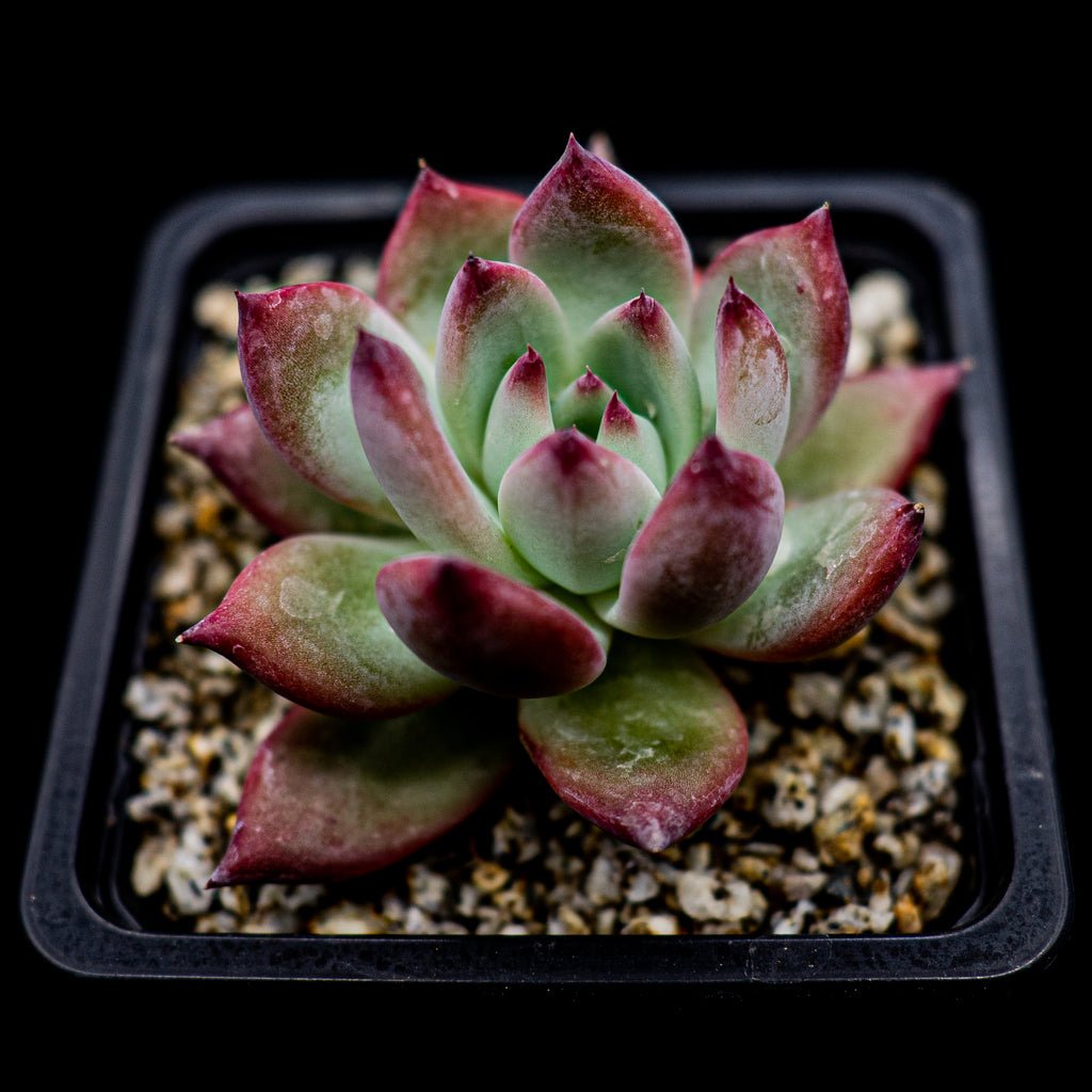 Echeveria colorata f. brandtii - cactusandes