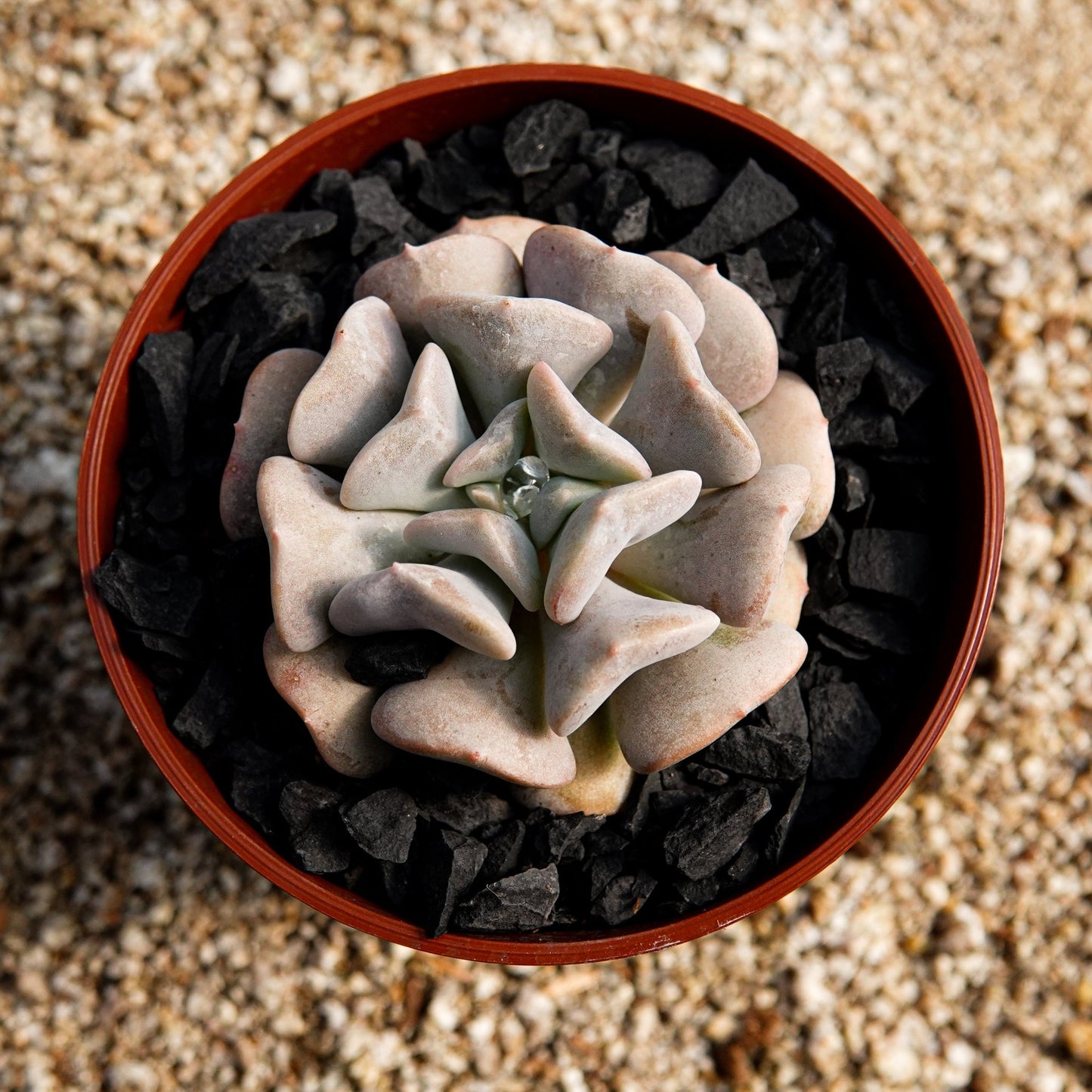 Echeveria "Cubic Frost" - cactusandes