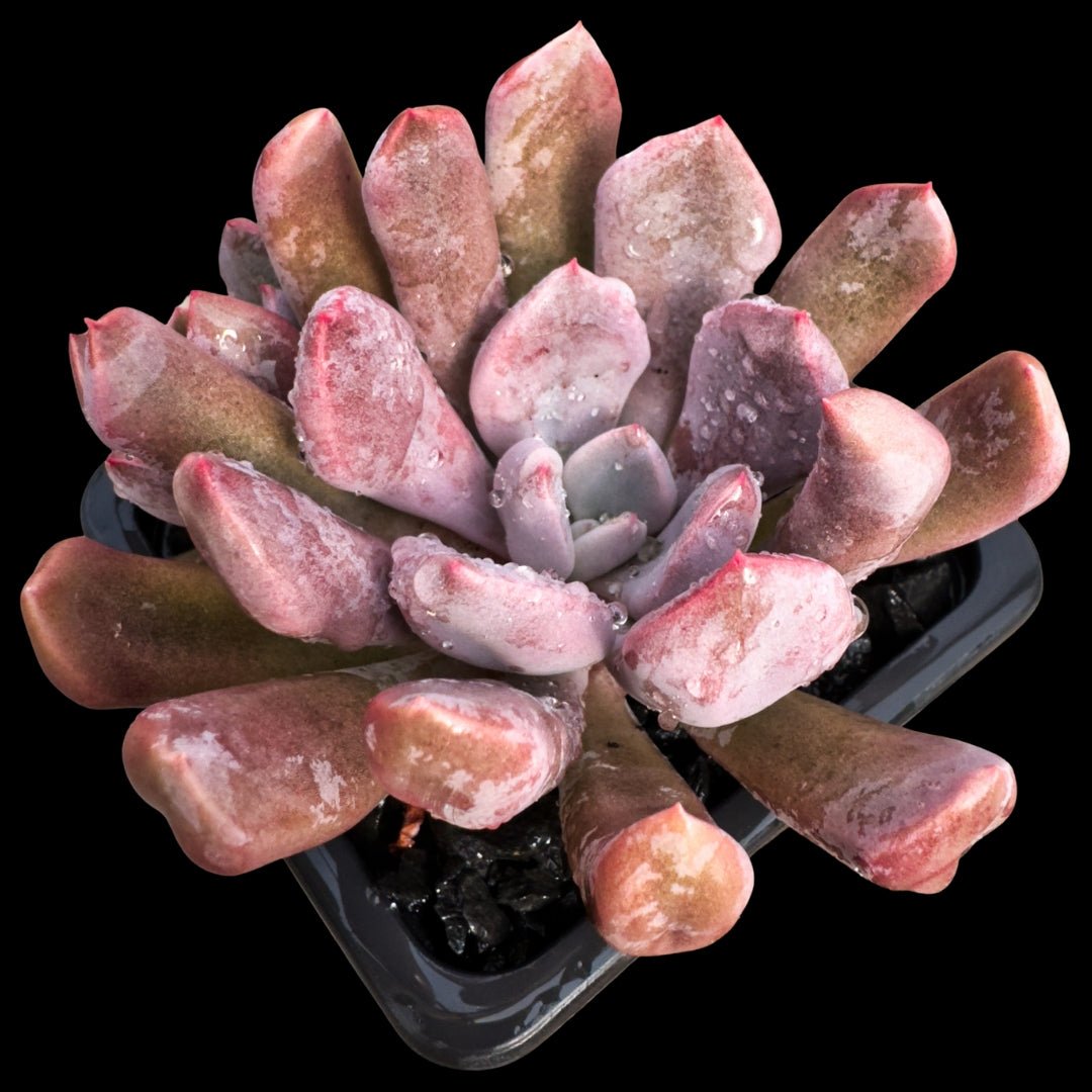 Echeveria Cupido - cactusandes
