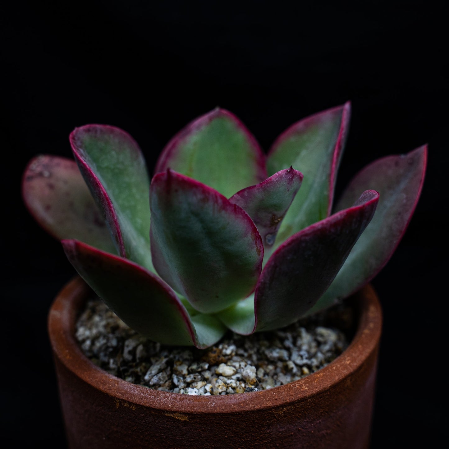 Echeveria gigantea - cactusandes