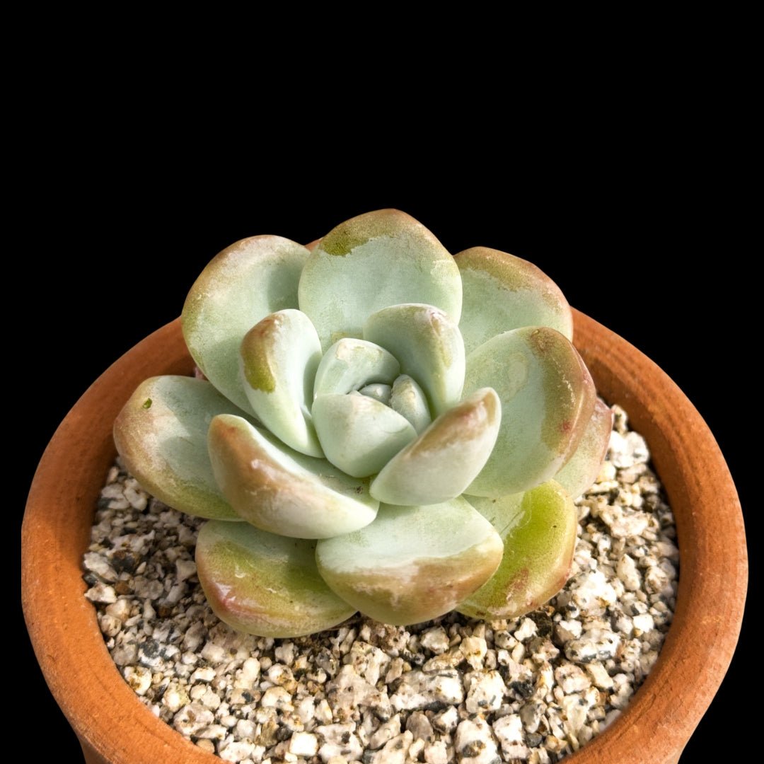 Echeveria gila - cactusandes