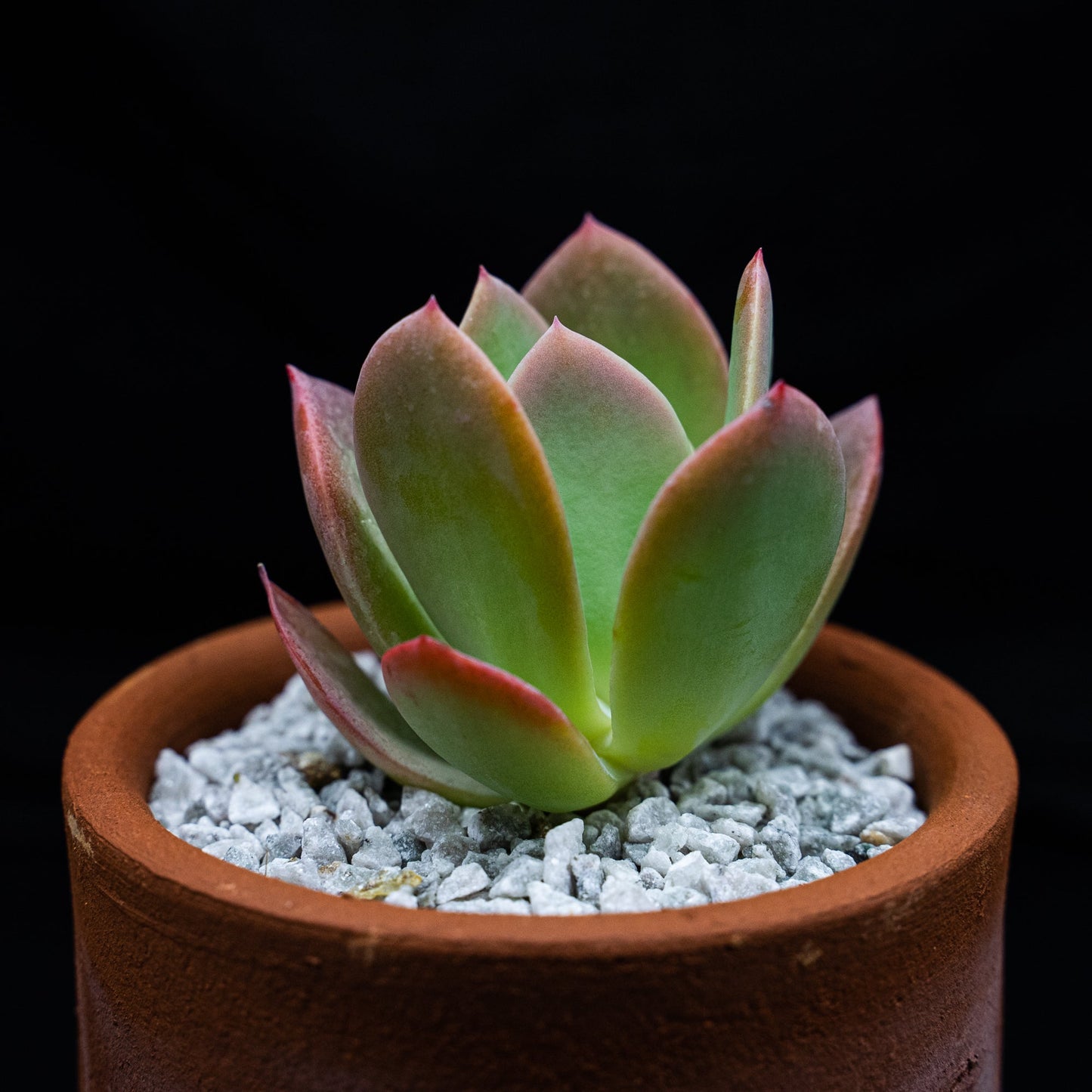 Echeveria hakuhou - cactusandes