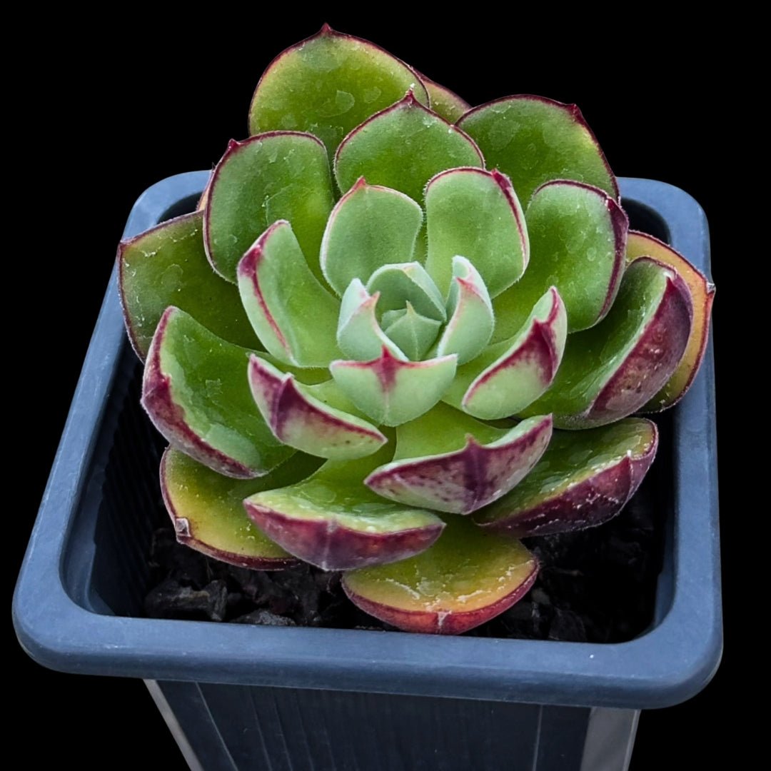 Echeveria Joan Daniels - cactusandes