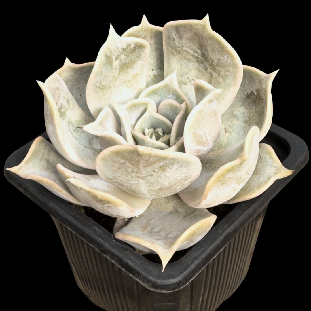 Echeveria lilacina - cactusandes