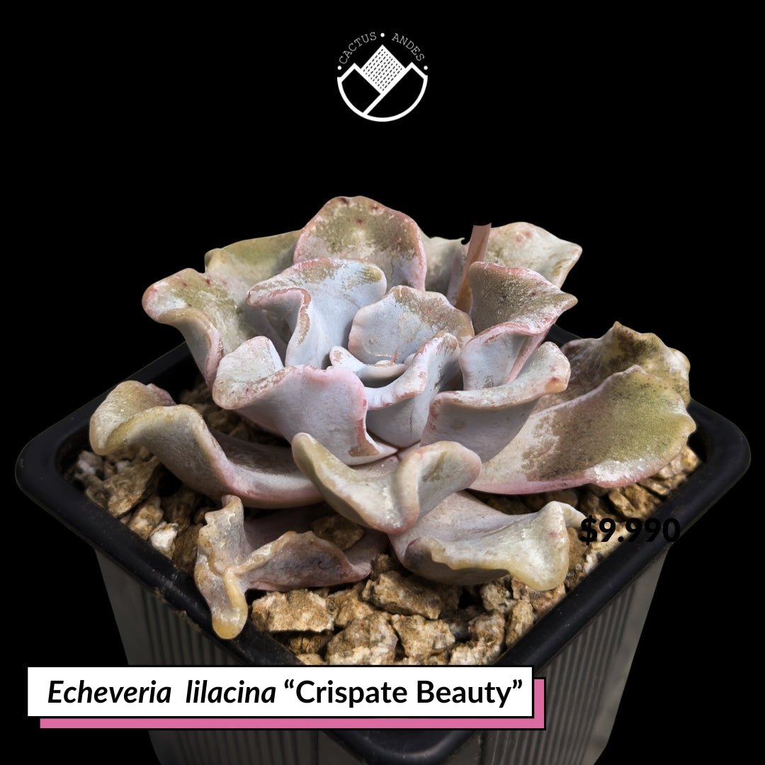 Echeveria lilacina 'Crispate Beauty' - cactusandes