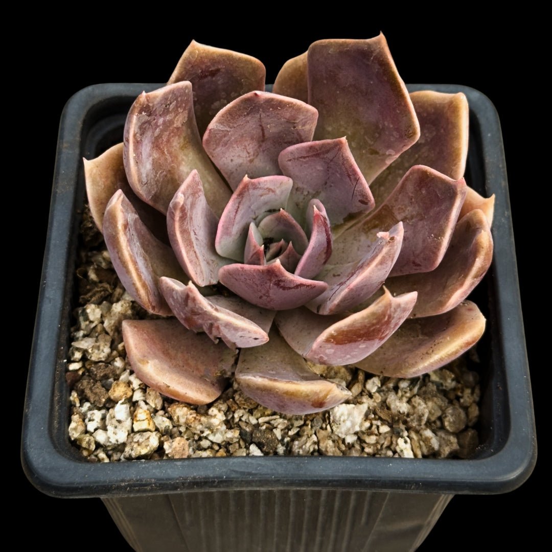 Echeveria Linda Jean - cactusandes