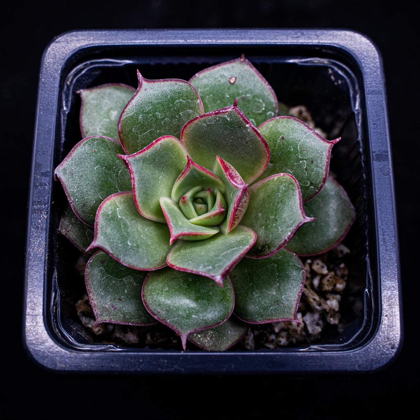 Echeveria longissima var. longissima - cactusandes