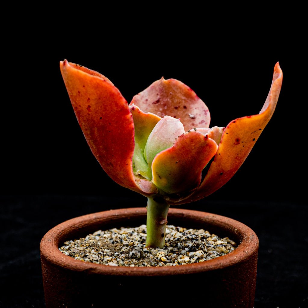 Echeveria "Moon Goddess" - cactusandes