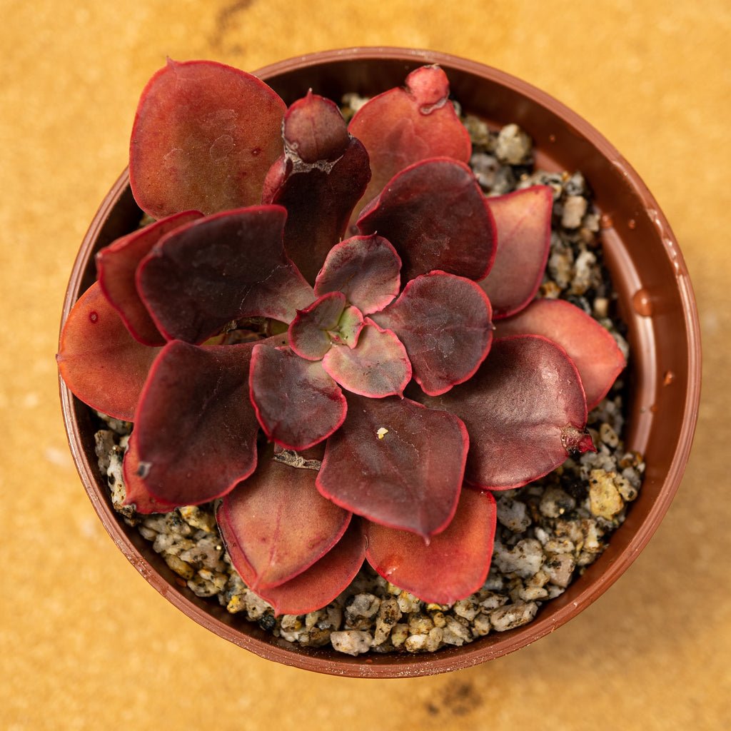 Echeveria "Painted Frill" - cactusandes