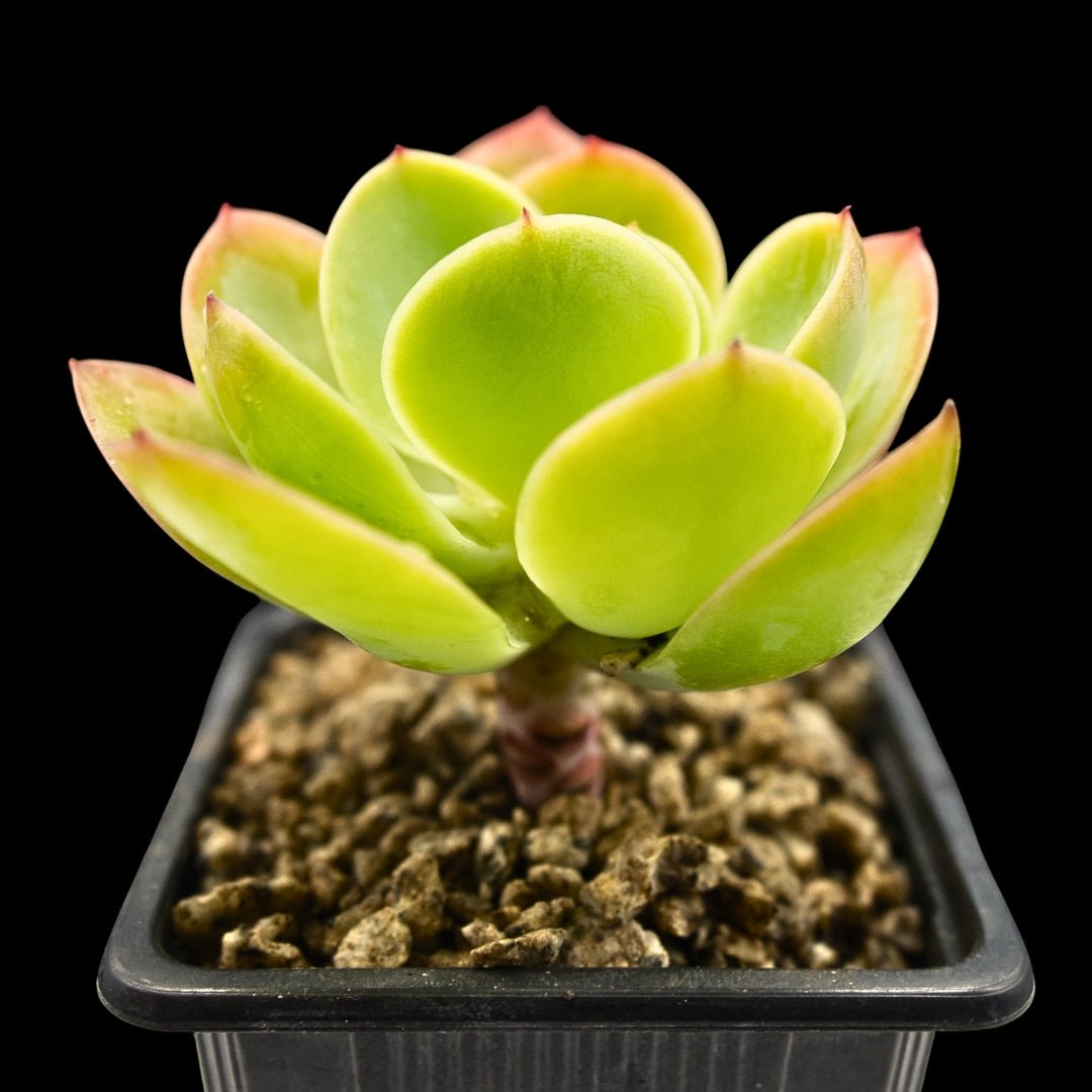 Echeveria "Peach Pride" - cactusandes