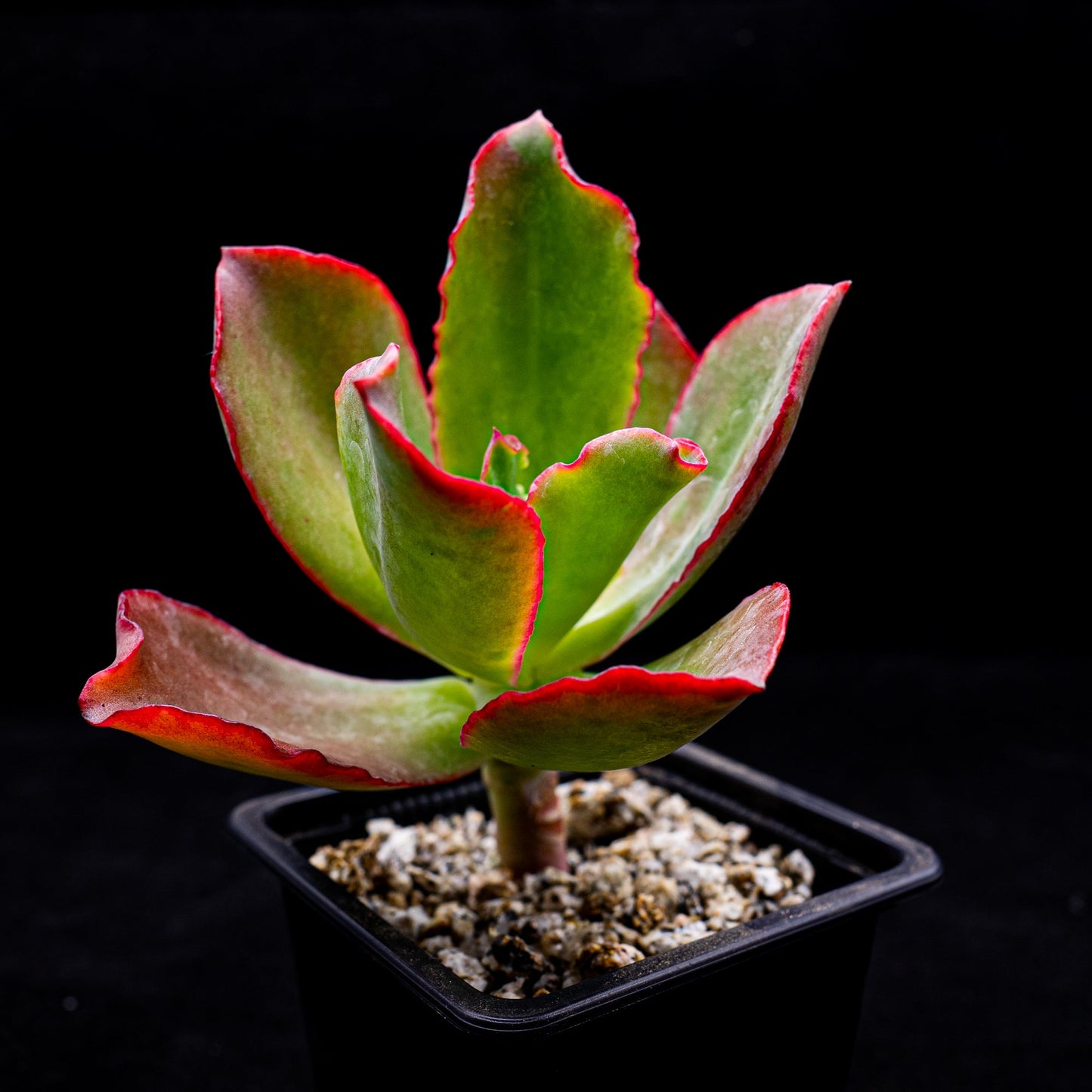 Echeveria "Princess Lace" - cactusandes