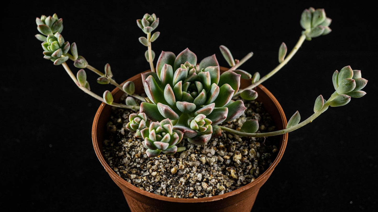 Echeveria prolifica - cactusandes