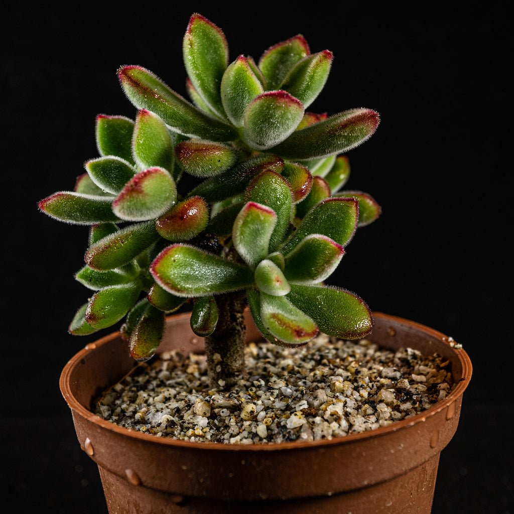 Echeveria pulvinata - cactusandes