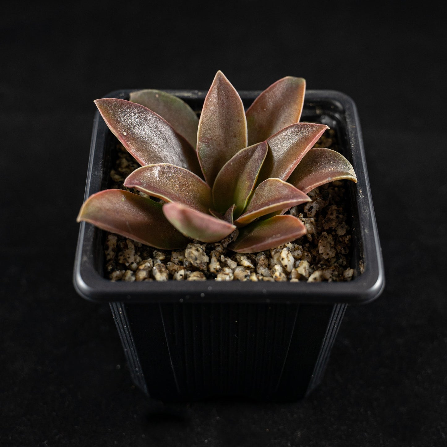 Echeveria racemosa - cactusandes