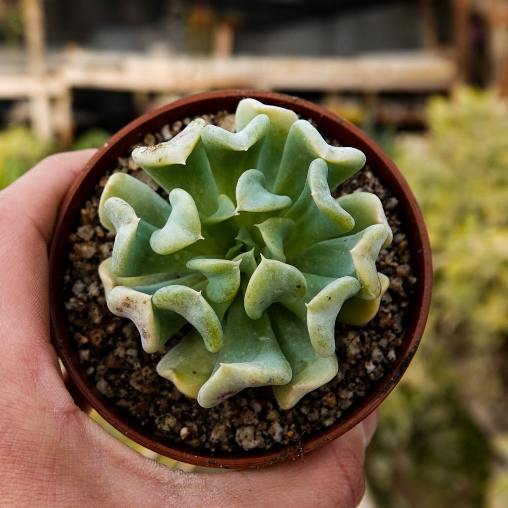 Echeveria runyonii - cactusandes