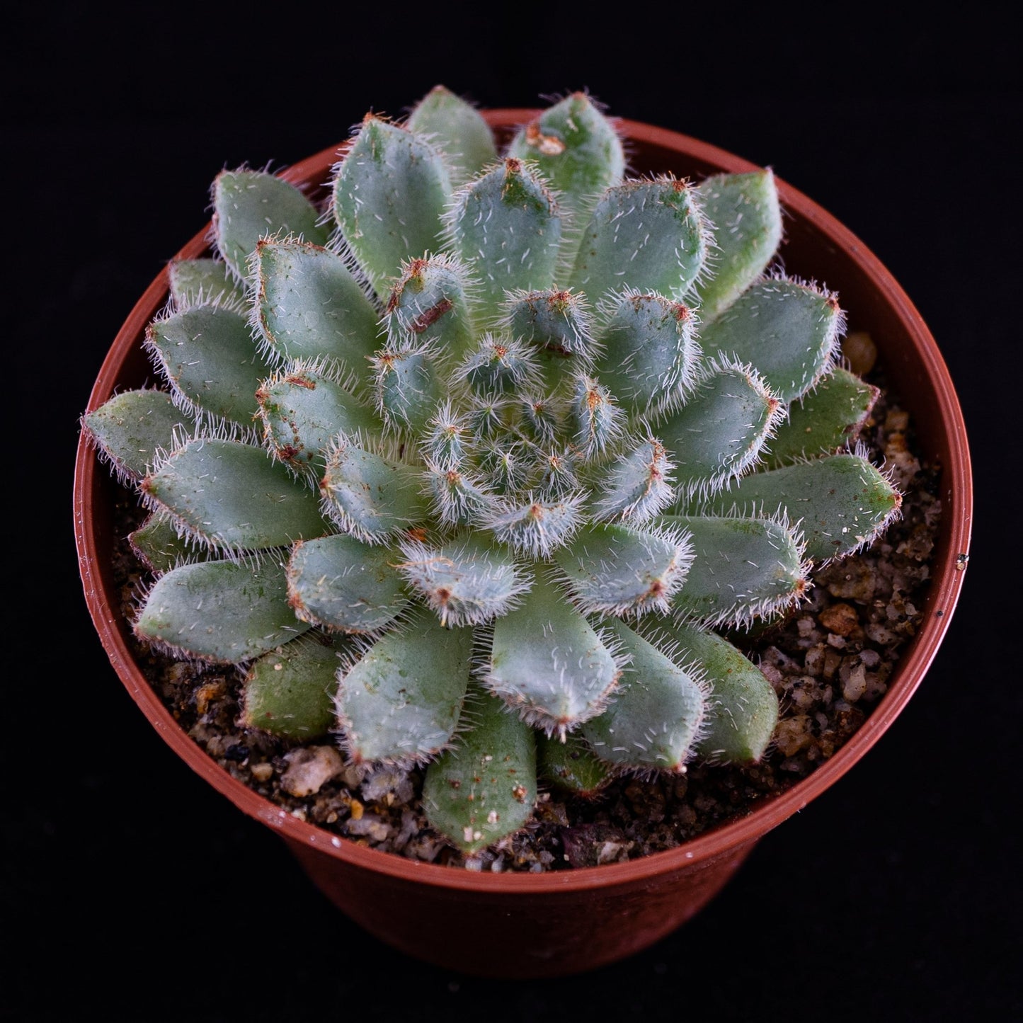 Echeveria setosa - cactusandes