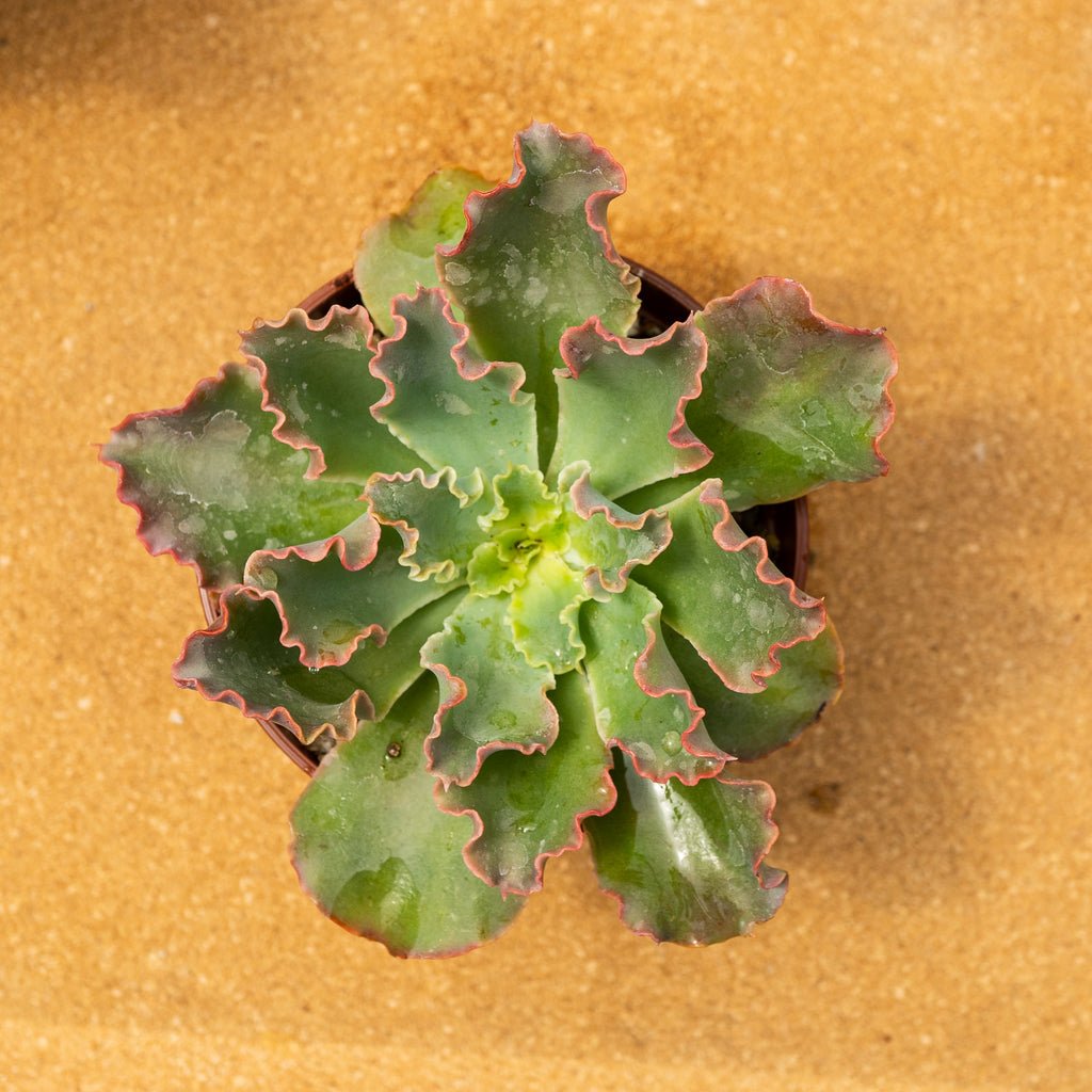 Echeveria shaviana sp - cactusandes