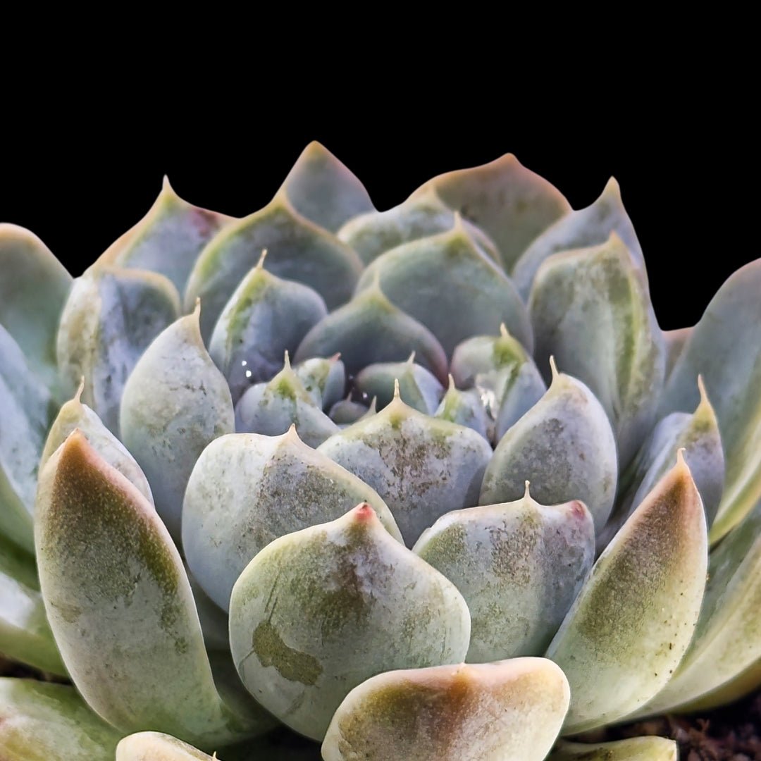 Echeveria ’Snow Bunnie" - cactusandes