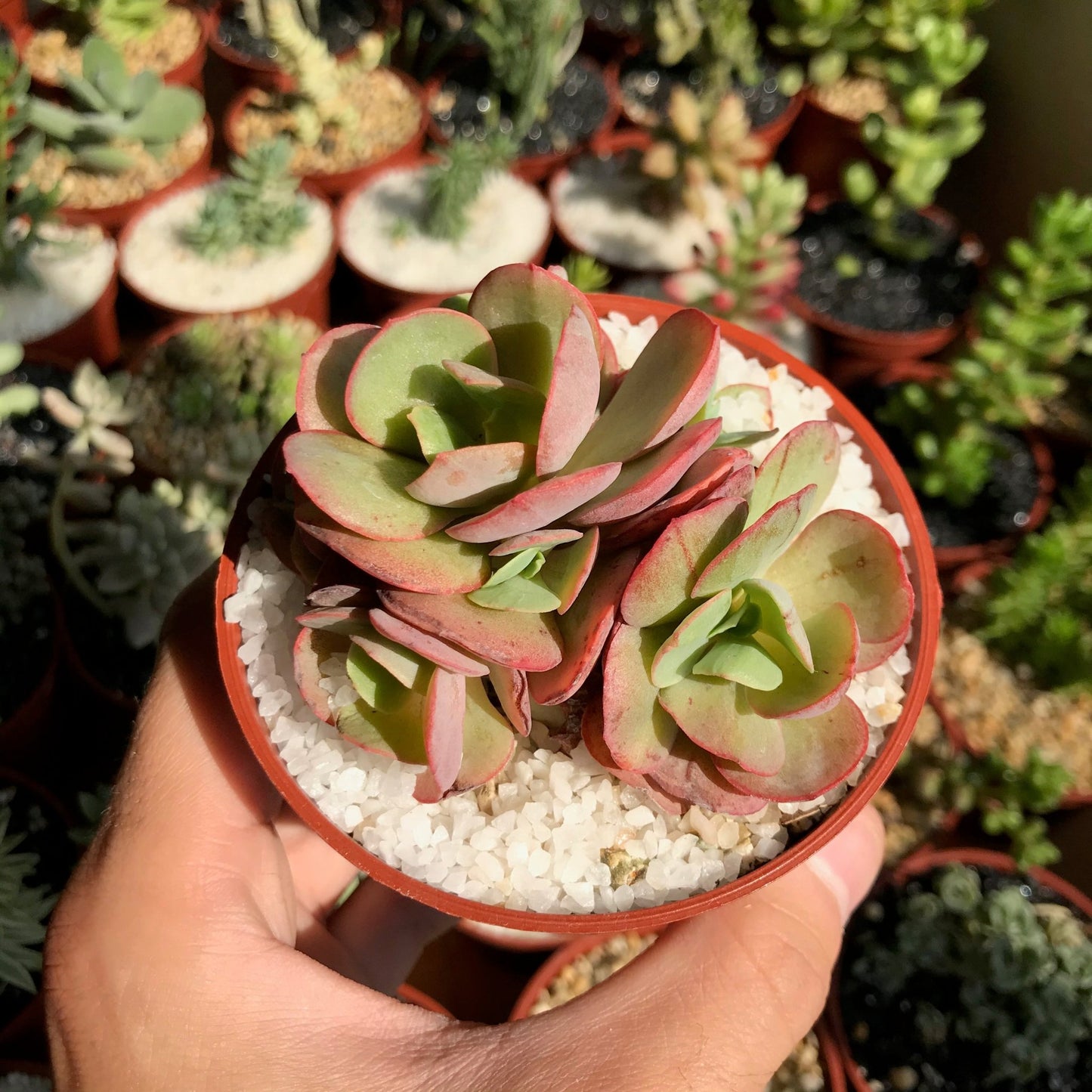 Echeveria suyon - cactusandes
