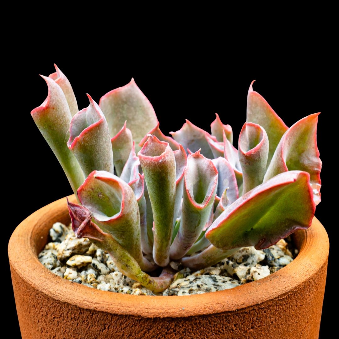 Echeveria 'Trumpet of Pink' - cactusandes