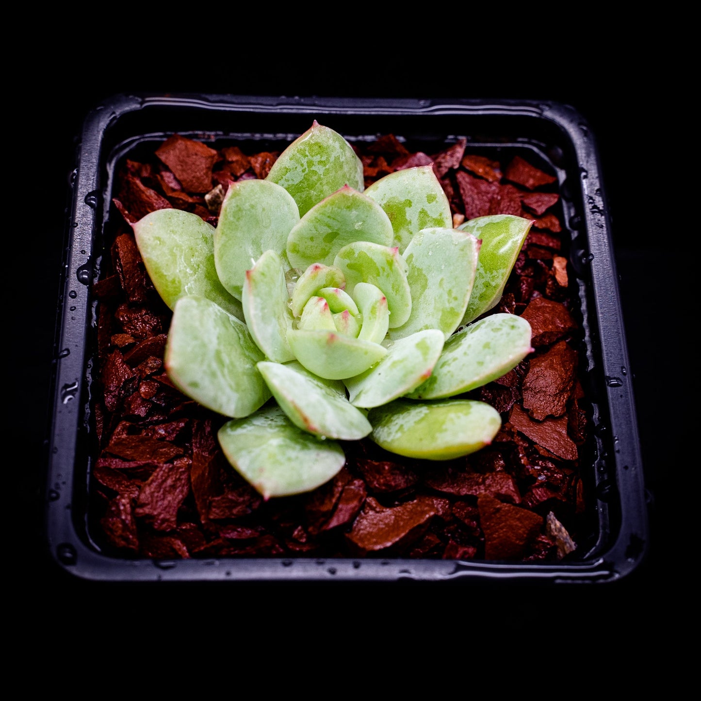 Echeveria Van Breen - cactusandes