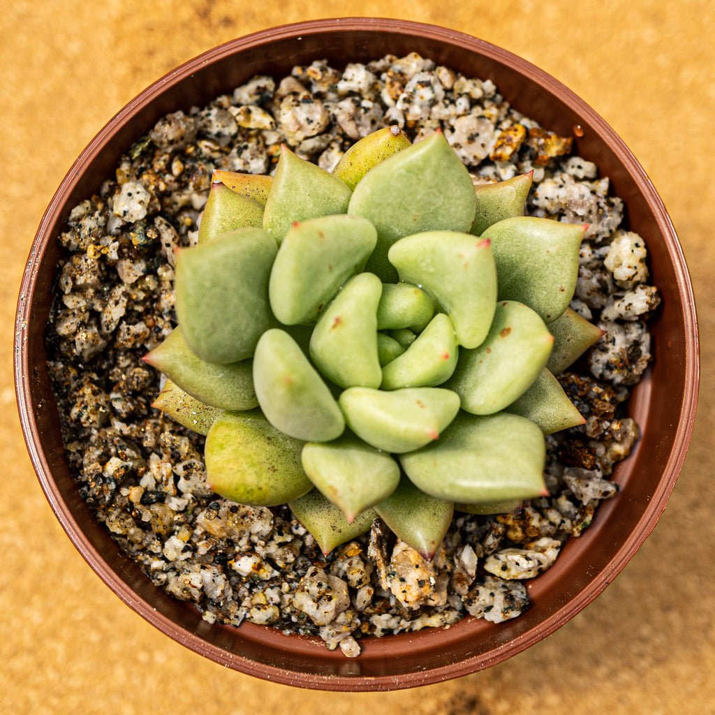 Echeveria Van Keppel - cactusandes