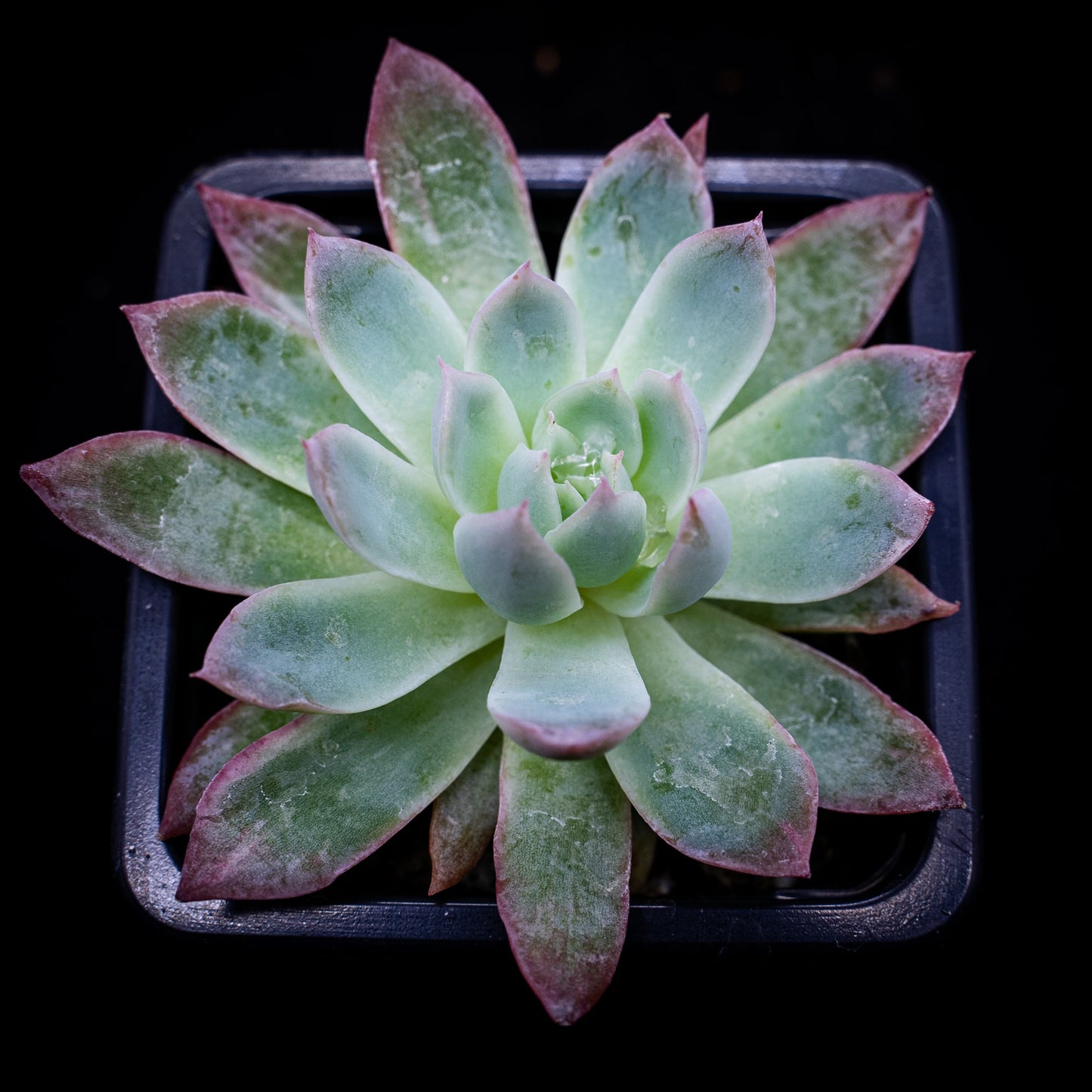 Echeveria "Violet Queen" - cactusandes