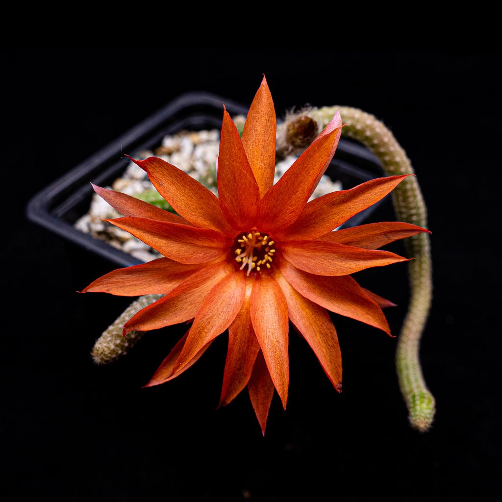 Echinopsis chamaecerus luisramirezii - cactusandes