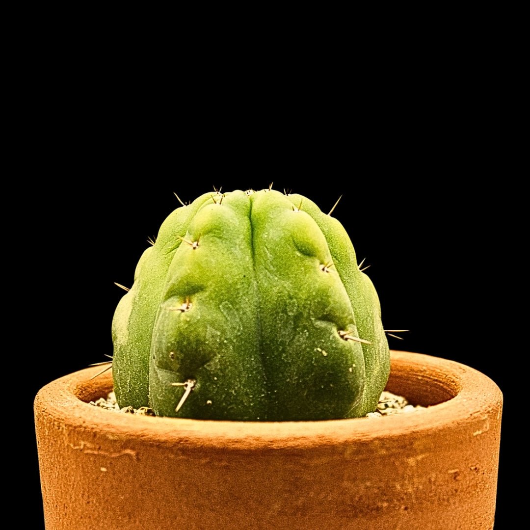 Echinopsis pachanoi - cactusandes