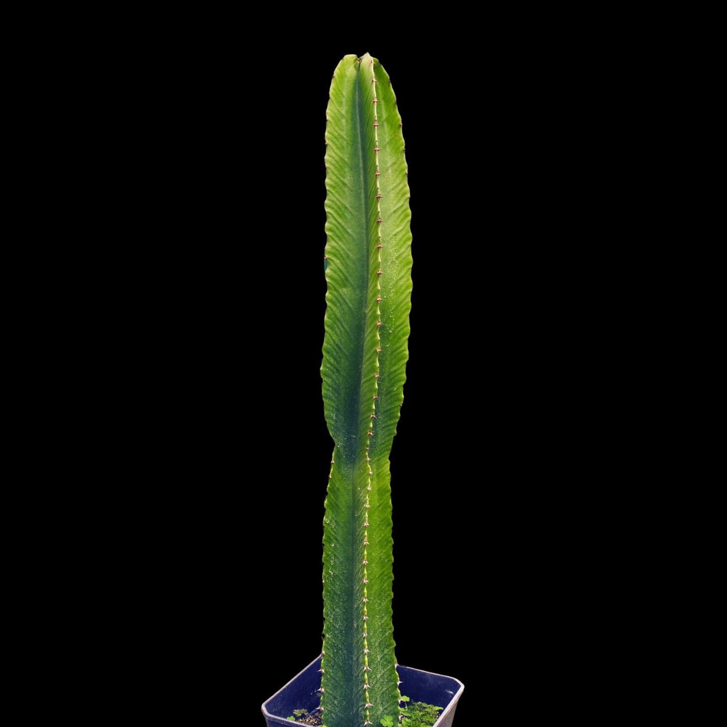 Euphorbia candelabrum - cactusandes