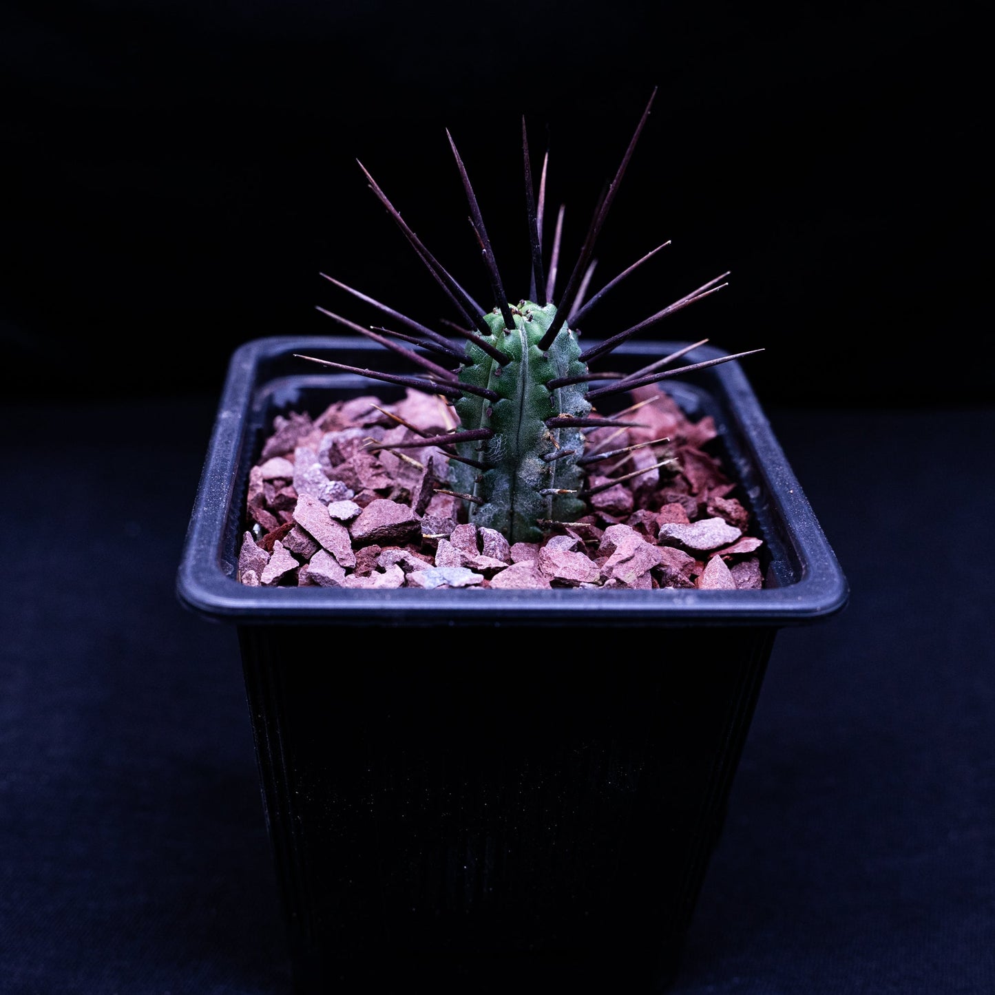 Euphorbia enopla - cactusandes