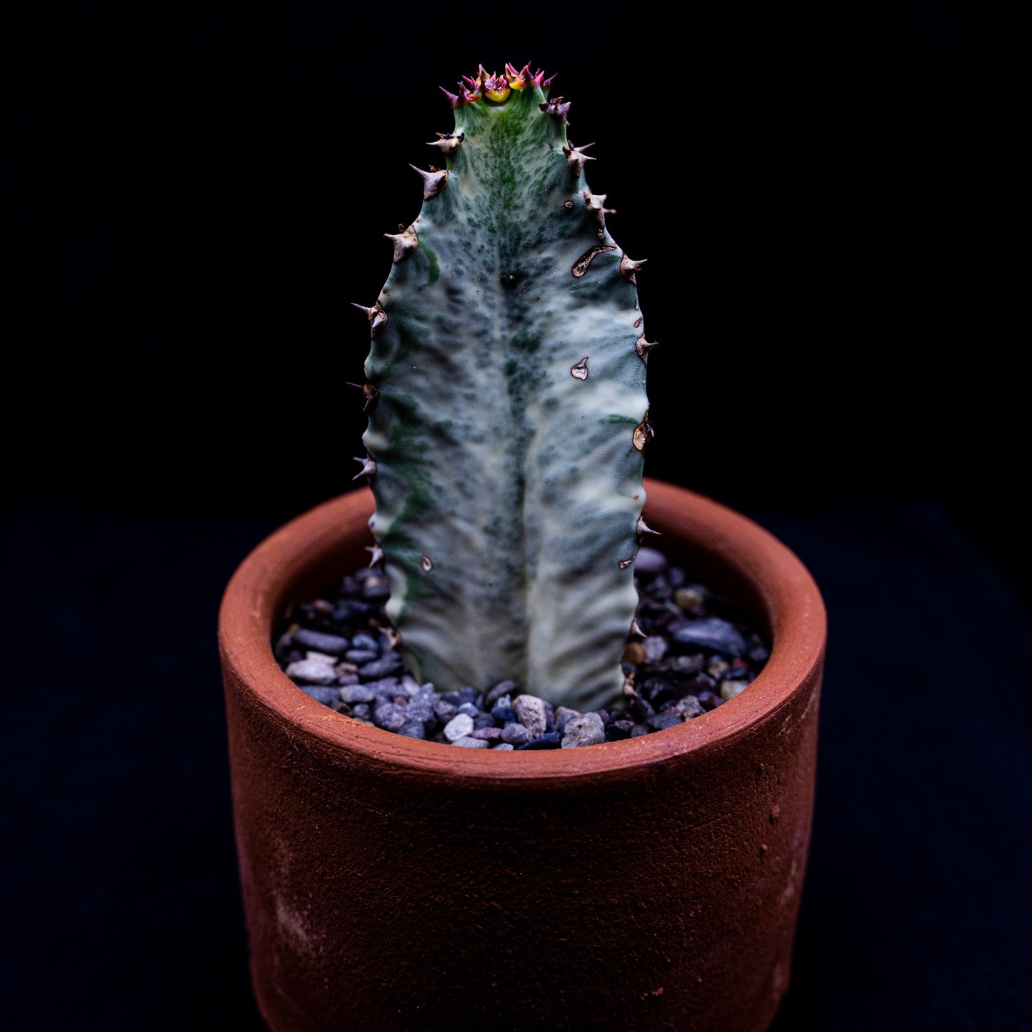 Euphorbia erythraea variegata - cactusandes